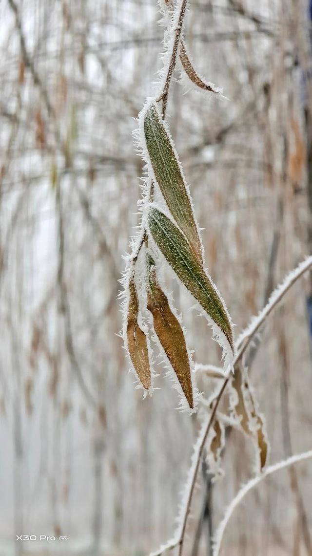 vivo X30 Pro的拍照功能有多强大？让网友的实拍样张告诉你
