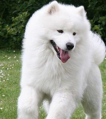 2019狗狗颜值排行榜:萨摩耶排第二,第一名,