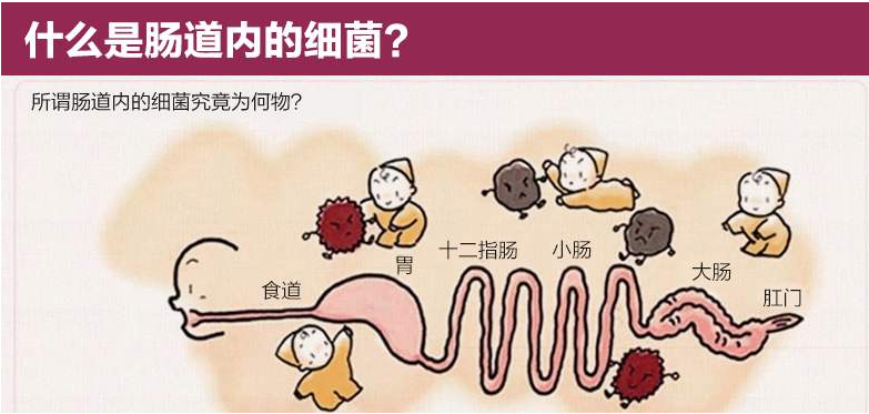 肠道菌群失调,健康就会受连累