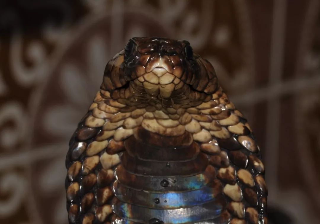 非洲毒王:埃及眼镜蛇