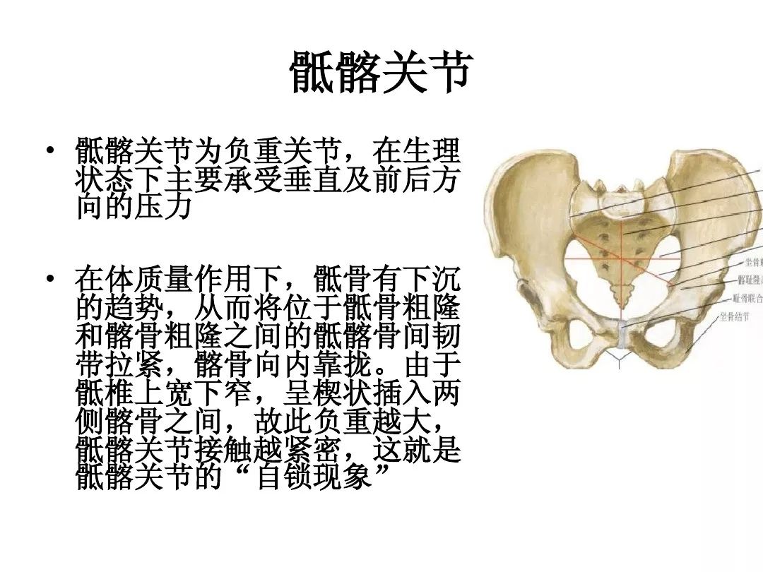 解剖-骶髂关节