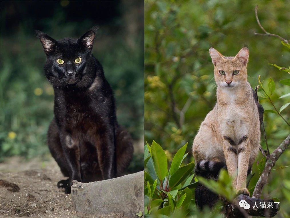 狗为啥怕猫科动物 5377f78ac29347d783a5cc0ae56d230e.jpeg