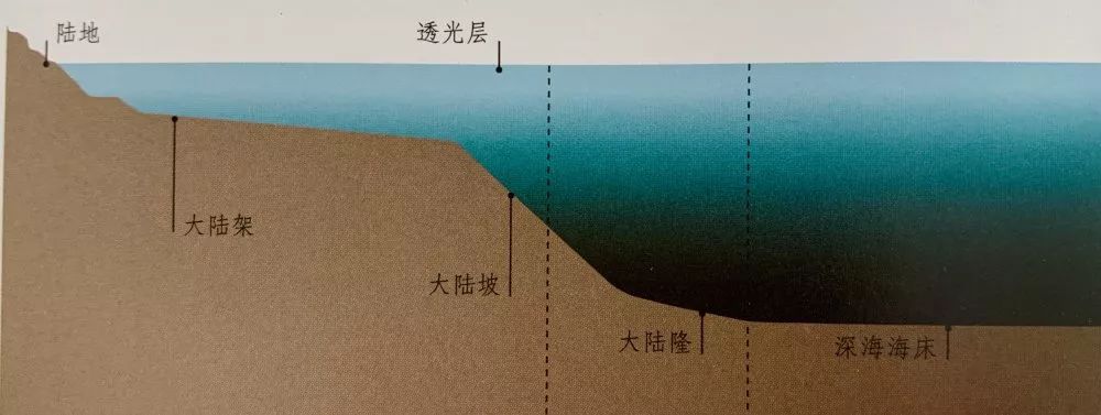 海洋透光层仅限于深度200米以内的区域.