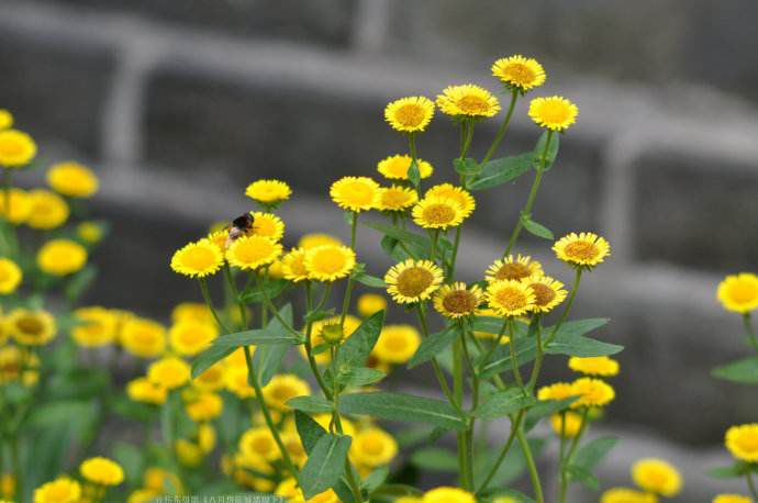 药师带你认草药旋覆花金沸草