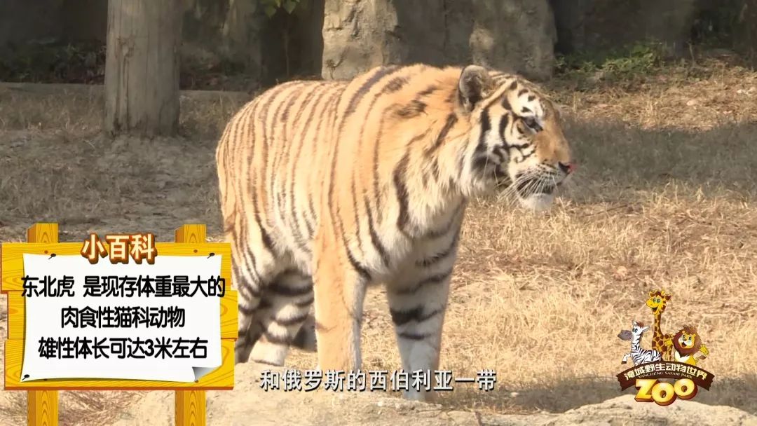 动物真奇妙咦老虎怎么也吃素了