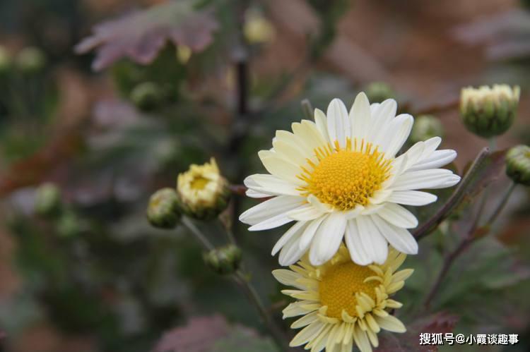 喜欢菊花,不如养盆"优良名菊"鳞托菊,似鱼儿遨游,甚是美艳!