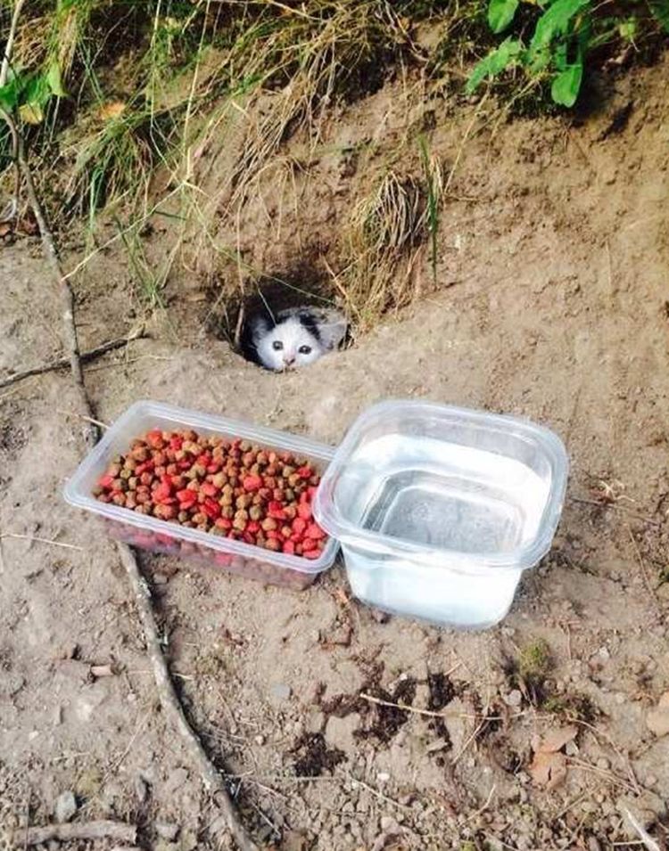 土洞裡伸出一隻小腦袋，男子洞口放上美食，竟引出這小家夥 寵物 第1張