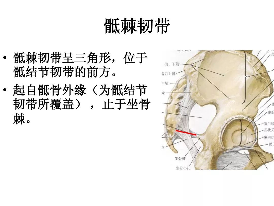 解剖-骶髂关节