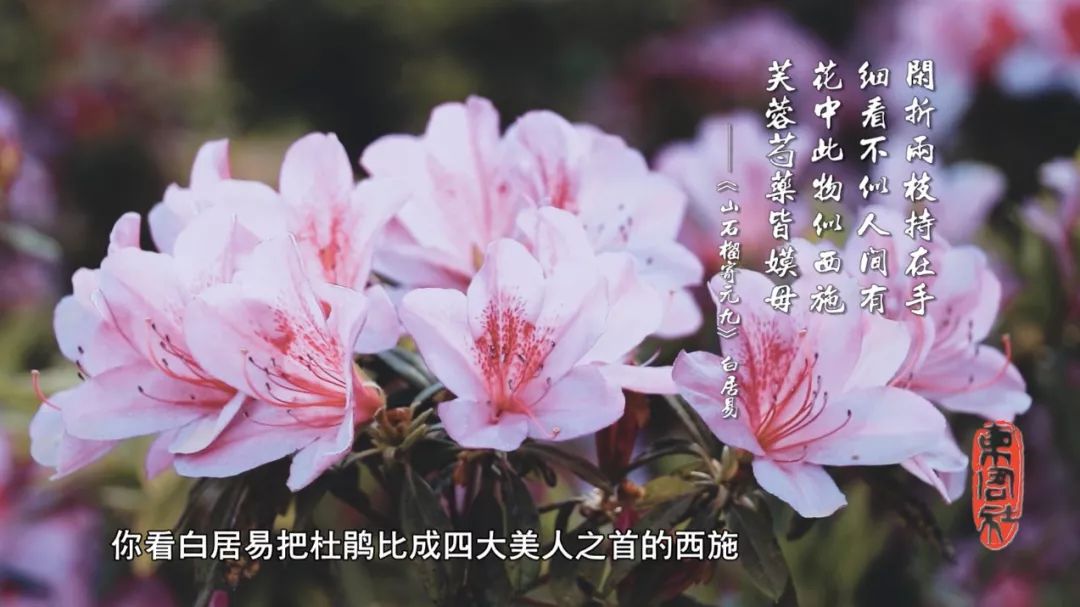 上图是诗仙李白的千古名篇《宣城见杜鹃花》.