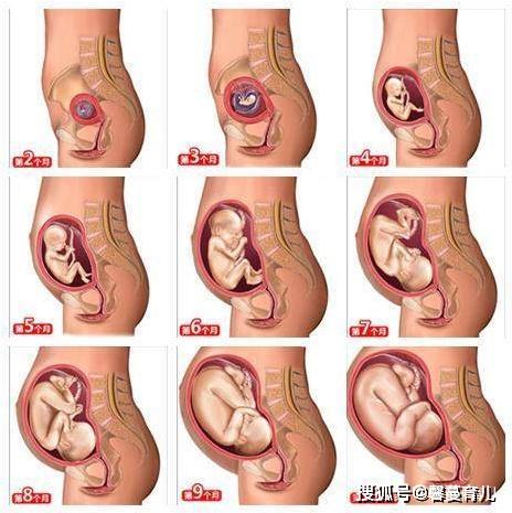 同样怀孕3个月，为什么有的肚子小，有的肚子大？这些原因要明确