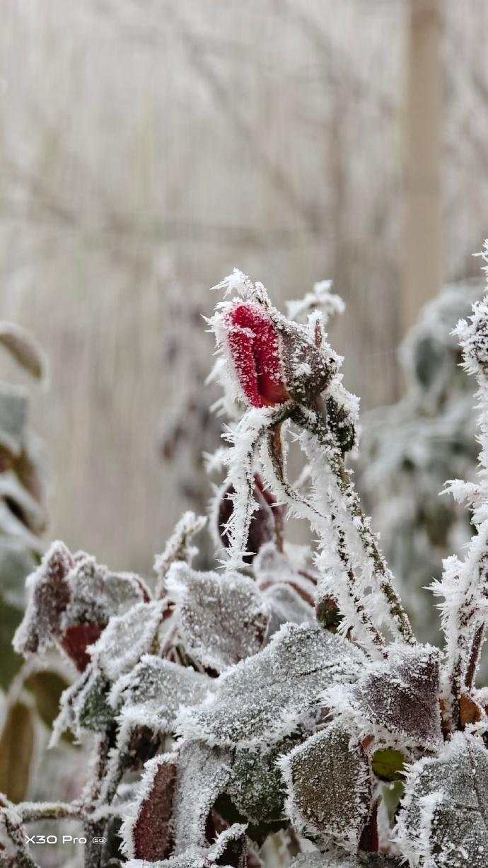 不接受反驳!vivo X30 Pro开售,也许拍照最好的是5G手机之一