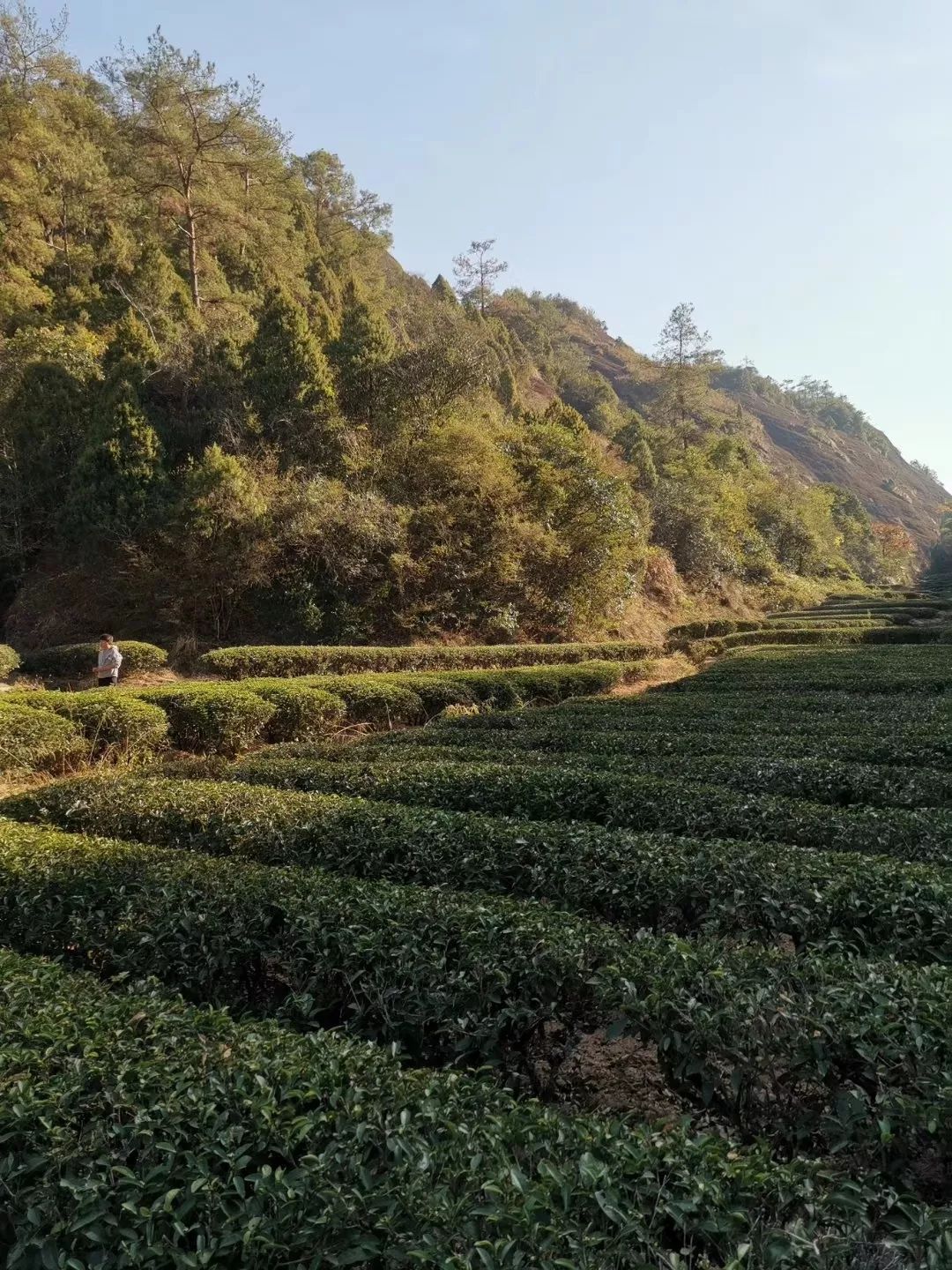 武夷岩茶不同山场的土壤特征对岩茶滋味的影响