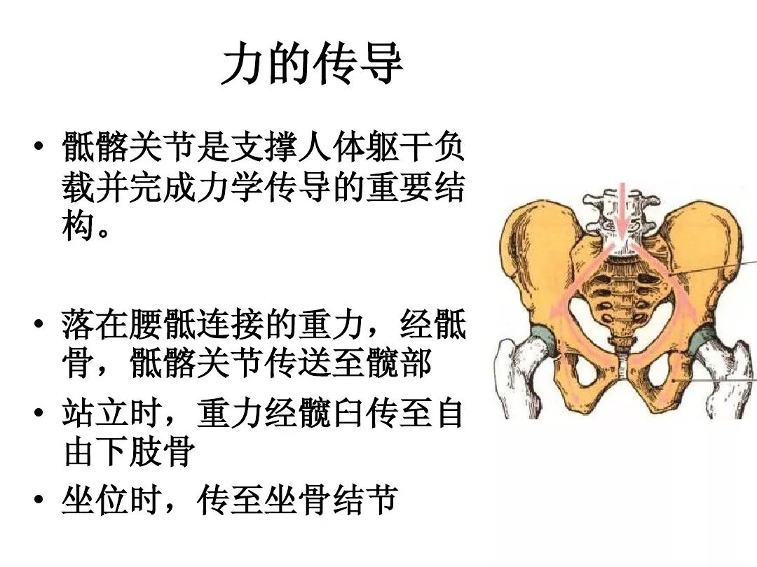 解剖-骶髂关节