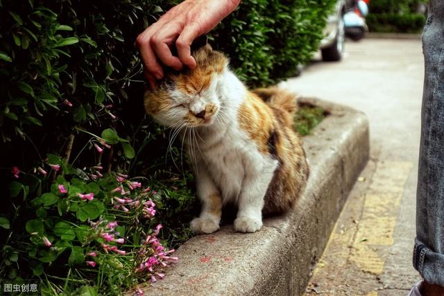 猫咪叫声含义详细解释 8fd7a85e0ec145dda2bef7bd1a52f75f.jpeg