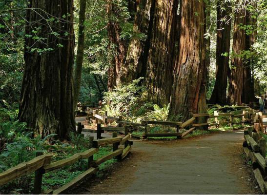 悲剧！加州五棵巨大红杉突然倒下无妄之灾致一死一伤