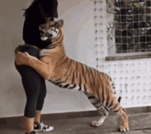 搞笑GIF趣图：大老虎，作为森林之王的尊严呢_媳妇