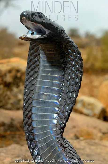 非洲毒王:埃及眼镜蛇