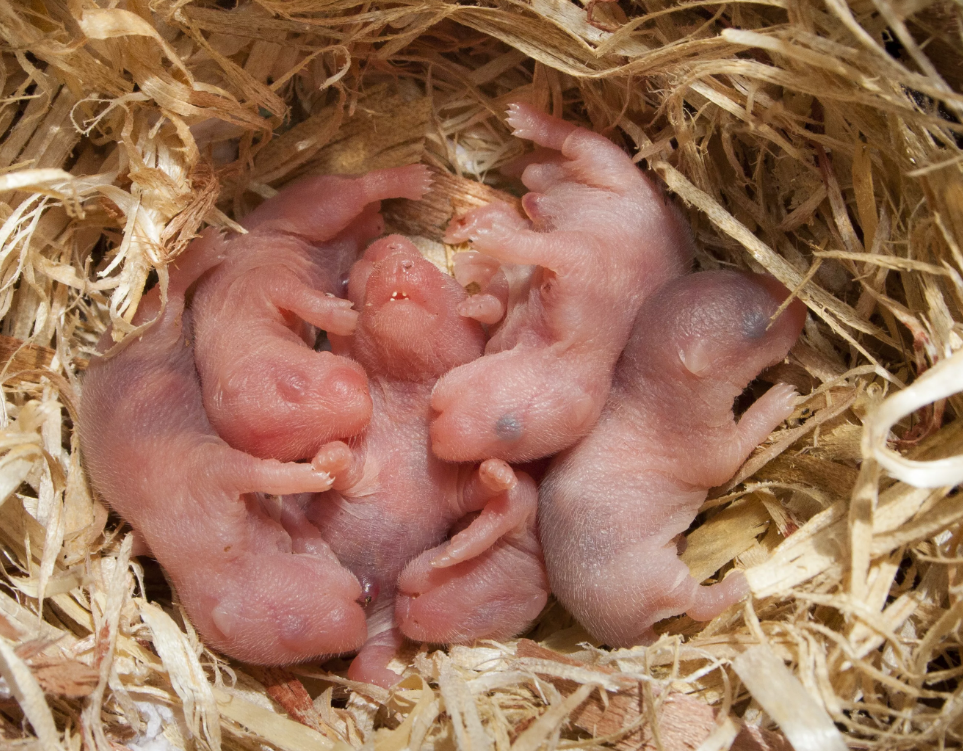 刚出生的仓鼠宝宝如何防止仓鼠吃婴儿有几种简单的方法可以帮助防止