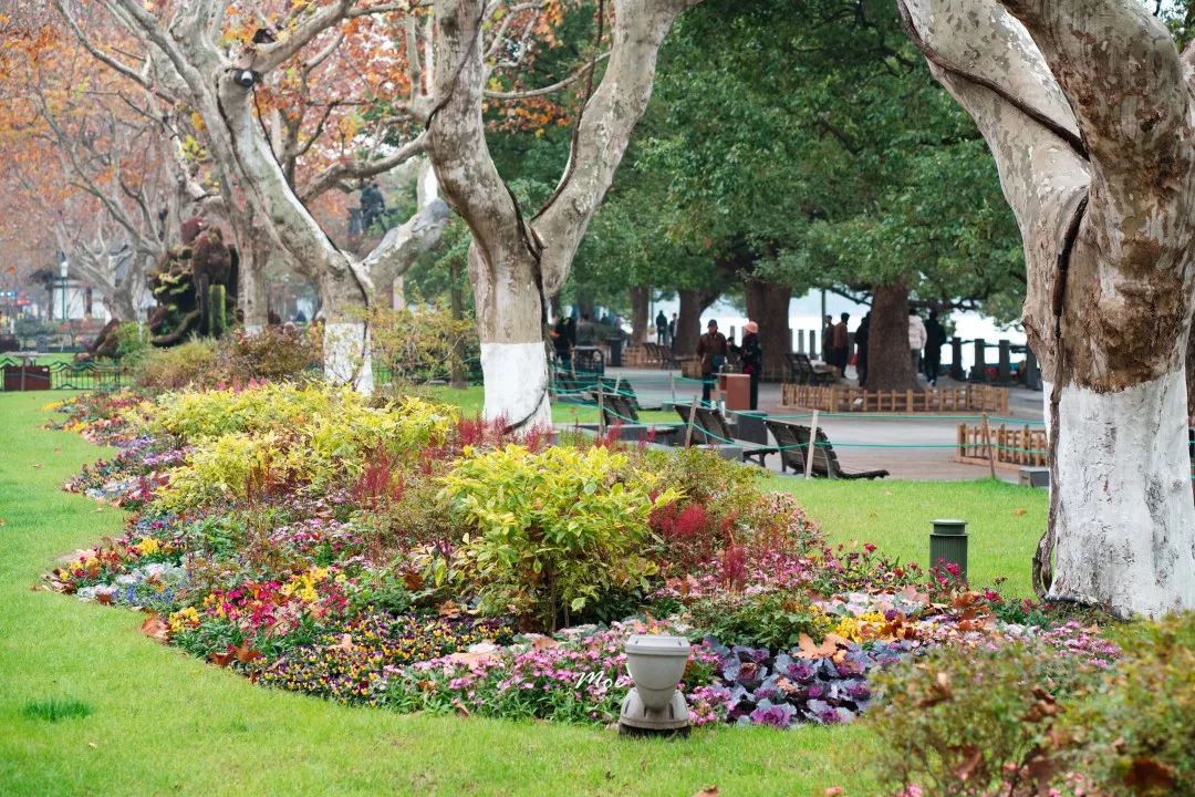 花坛花镜焕然一新西湖景区为您扮靓杭州城市客厅