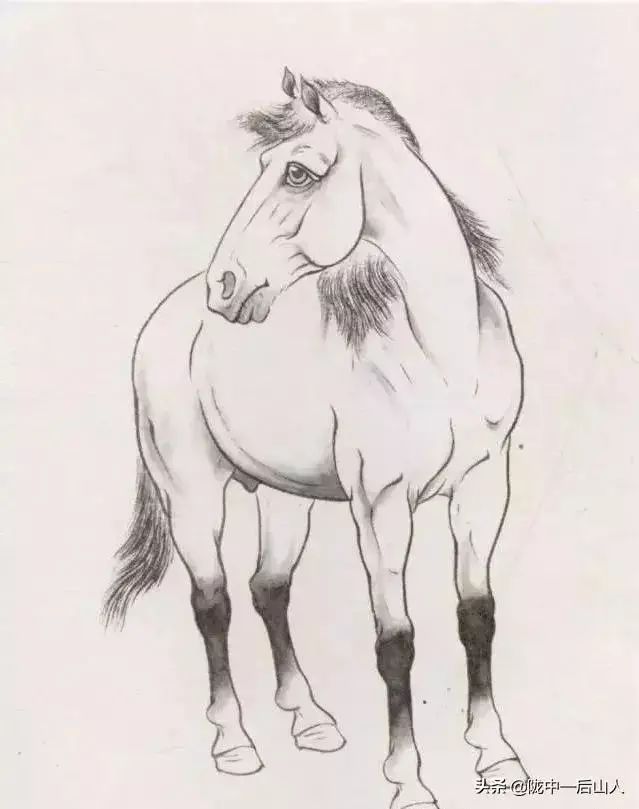 马的工笔画步骤图