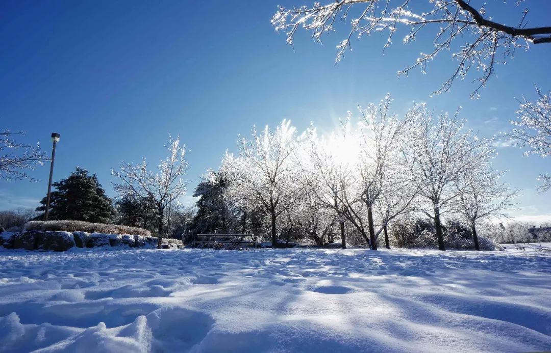 冰雪森林