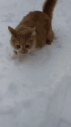 搞笑gif动图:两只动物在雪里找东西,突然一只动手了,结局想不到