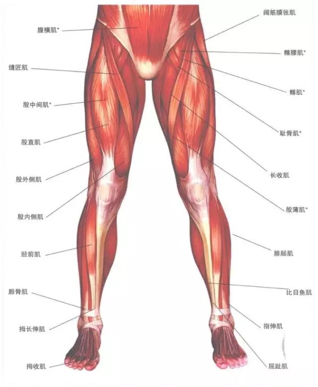 约由60亿条肌纤维组成,这些肌肉帮助我们实现行走,跑步,进食甚至是