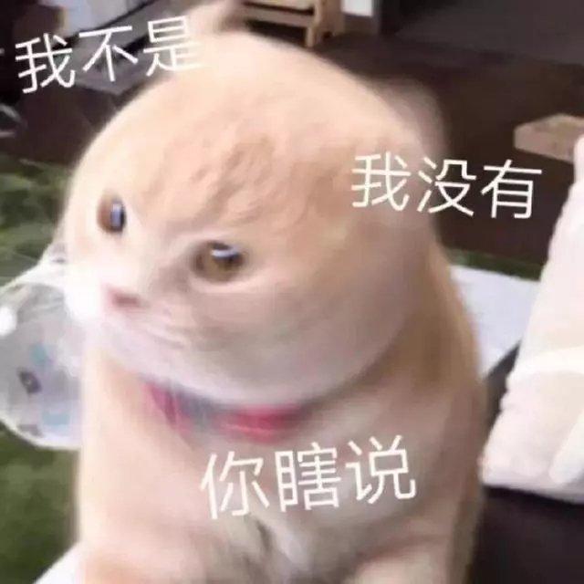 猫咪表情包合集|我不是,我没有,你瞎说