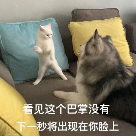 精选20个日常沙雕表情包,来收图吧,即使听着苏喂,也心