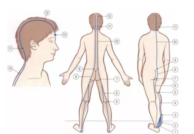 中医人体12条筋膜链解析及具体手法操作