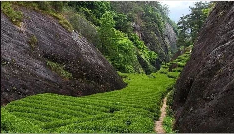 武夷岩茶不同山场的土壤特征对岩茶滋味的影响