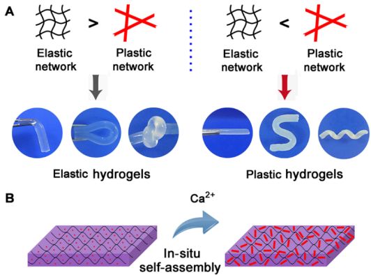 可弹可塑新型水凝胶材料能调控力学性能有望为再生医学提供新材料我院