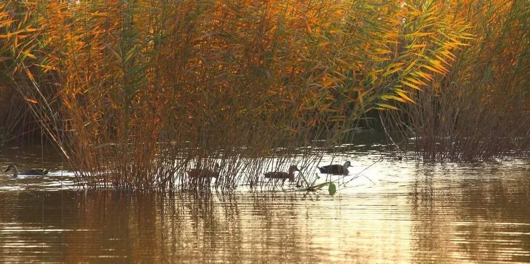 什么是生态补水工程 eb92ac6c05ed49fe9ec05b524c24aa93.jpeg