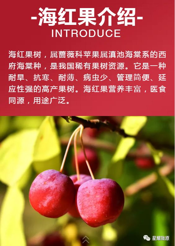 【赞助单位】山西海红树食品有限公司:海红果汁饮料!