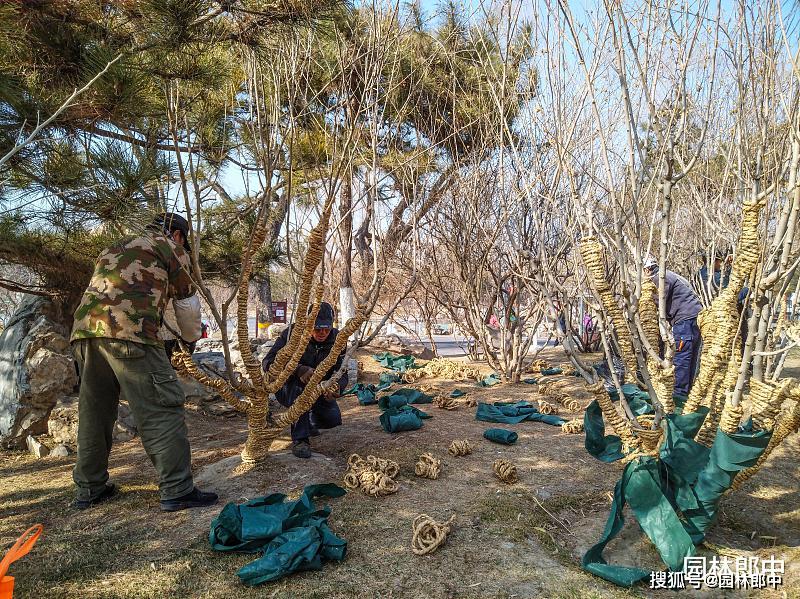 防冻措施年年做,苗木还是会发生冻害,可能是在保护部位上没弄清