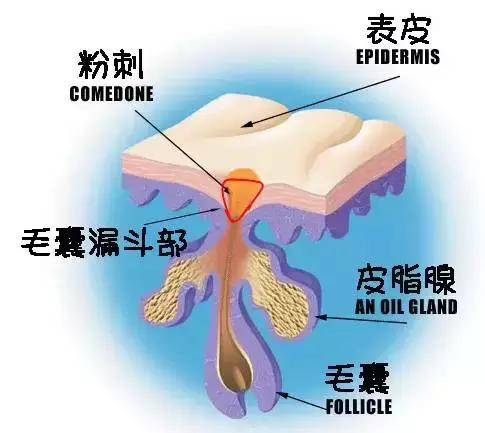 八成人口(2)