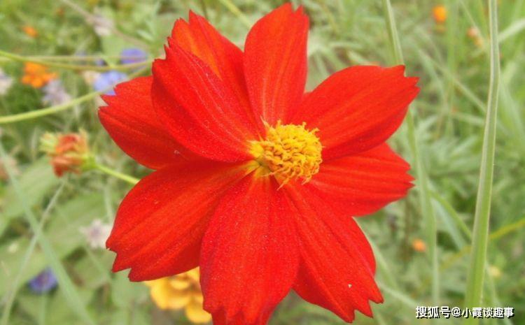 精品三角梅花图片 fede9b80bcca412bb5748374892aea01.jpeg