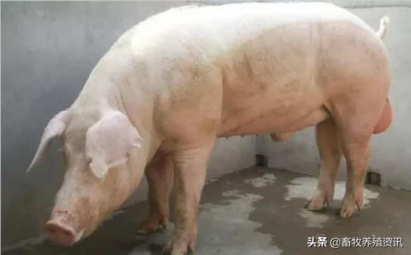 种母猪怎么与种公猪配？一头种公猪配多少母猪？