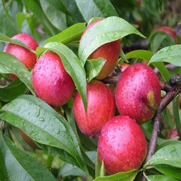 珍珠0号油桃是郑果所推出的一个早熟油桃品种,根据他的名字我们不难