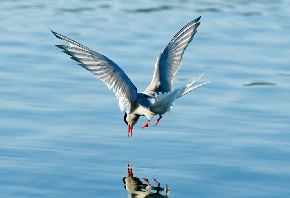 梦境奇缘，解析梦中双凤翱翔与群鸟共舞的深层含义