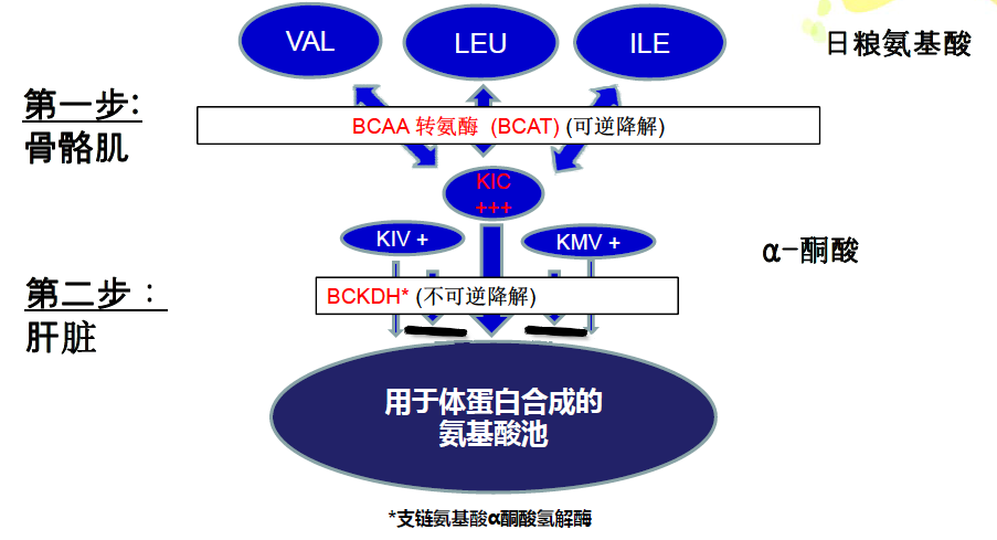 低蛋白饲粮下氨基酸相关作用和平衡