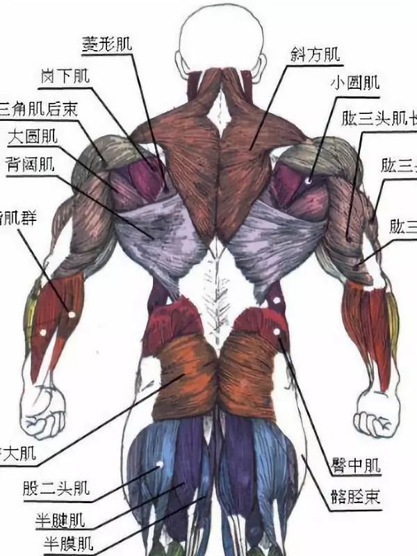 包括大圆肌在内的所有小型肌肉,在锻炼背阔肌的时候都能辅助锻炼到