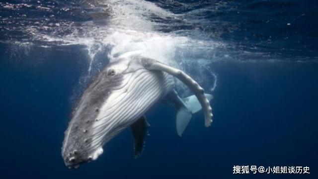 鲸鱼图片大全大图高清 0edeac1d2f584d81acbbb106710ea6ab.jpeg