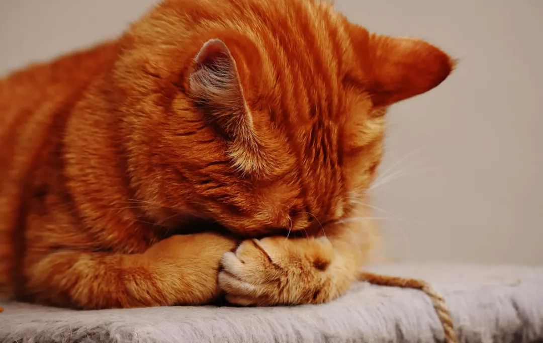 梦见猫在身边叫醒了，解读梦境中的神秘信号