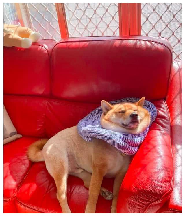 躺在沙发上晒太阳,柴犬狗狗的小生活,酸爽到令人嫉妒