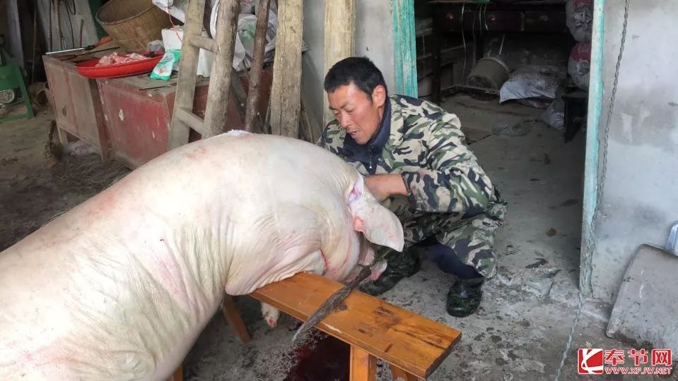 奉节欢欢喜喜迎新年热热闹闹杀年猪