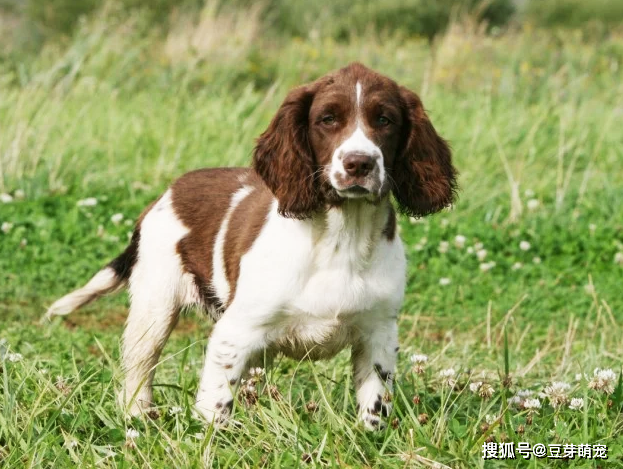 最聪明的五种中型犬种,排名第一的无可争论,是所有犬种最聪明