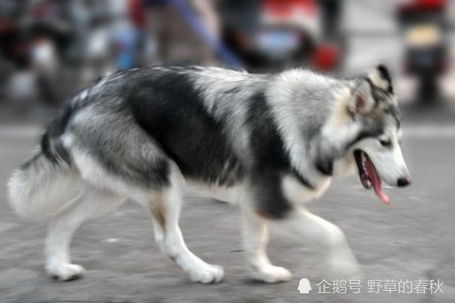 狂吠什么什么成语_成语故事图片