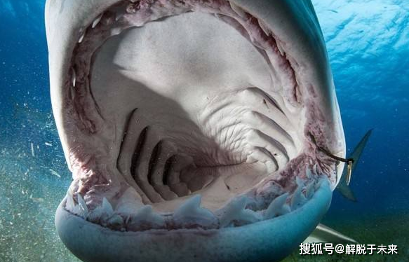 大海中发现一头活了400岁的大鲨鱼,见证了明朝至今,厉害了