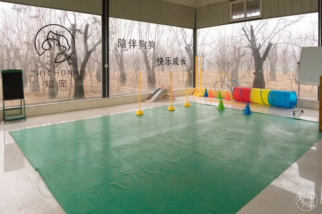 郑州占地12000平的宠物乐园寄养训练样样行三环内专车免费接送